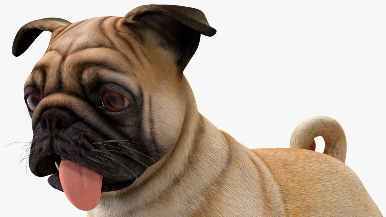 Pug Dog Rigged 3D model