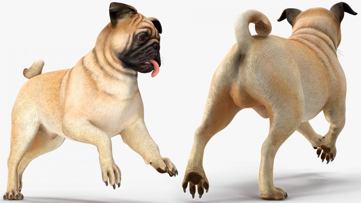 Pug Dog Rigged 3D model