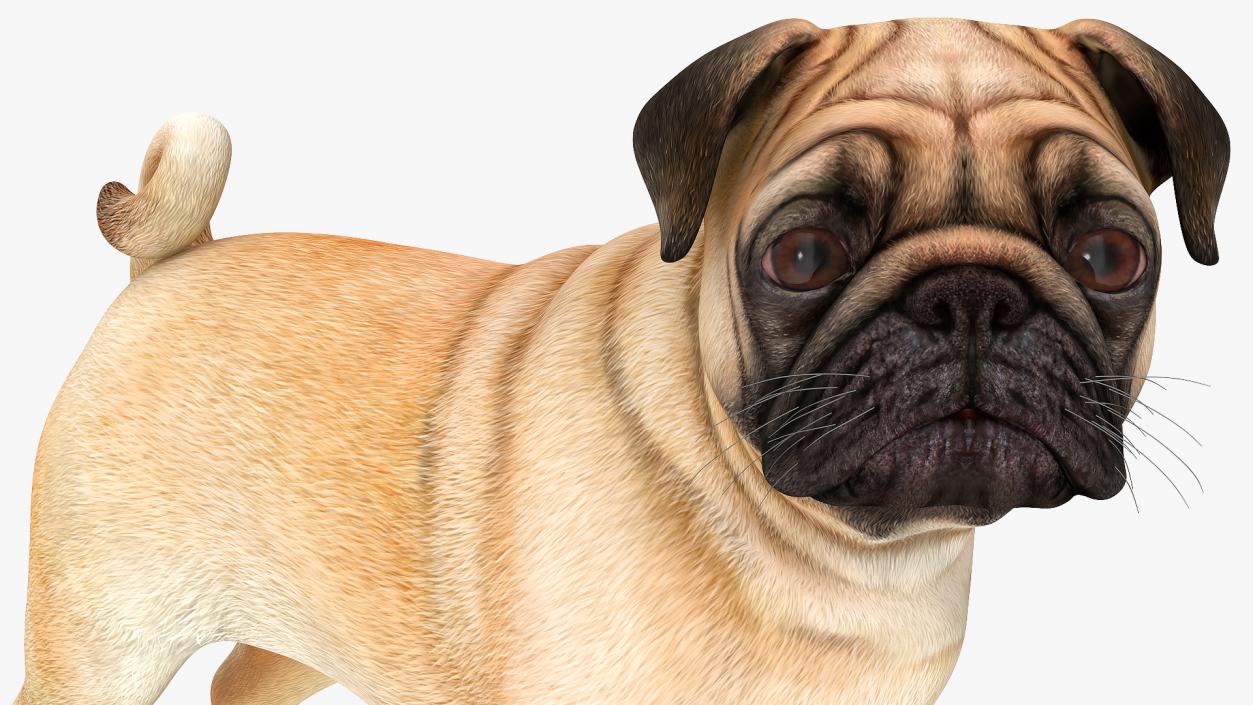 Pug Dog Rigged 3D model