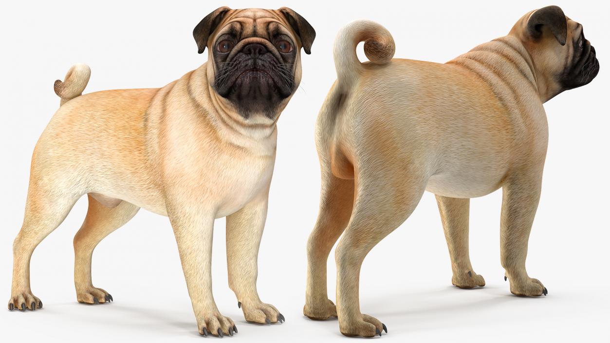 Pug Dog Rigged 3D model