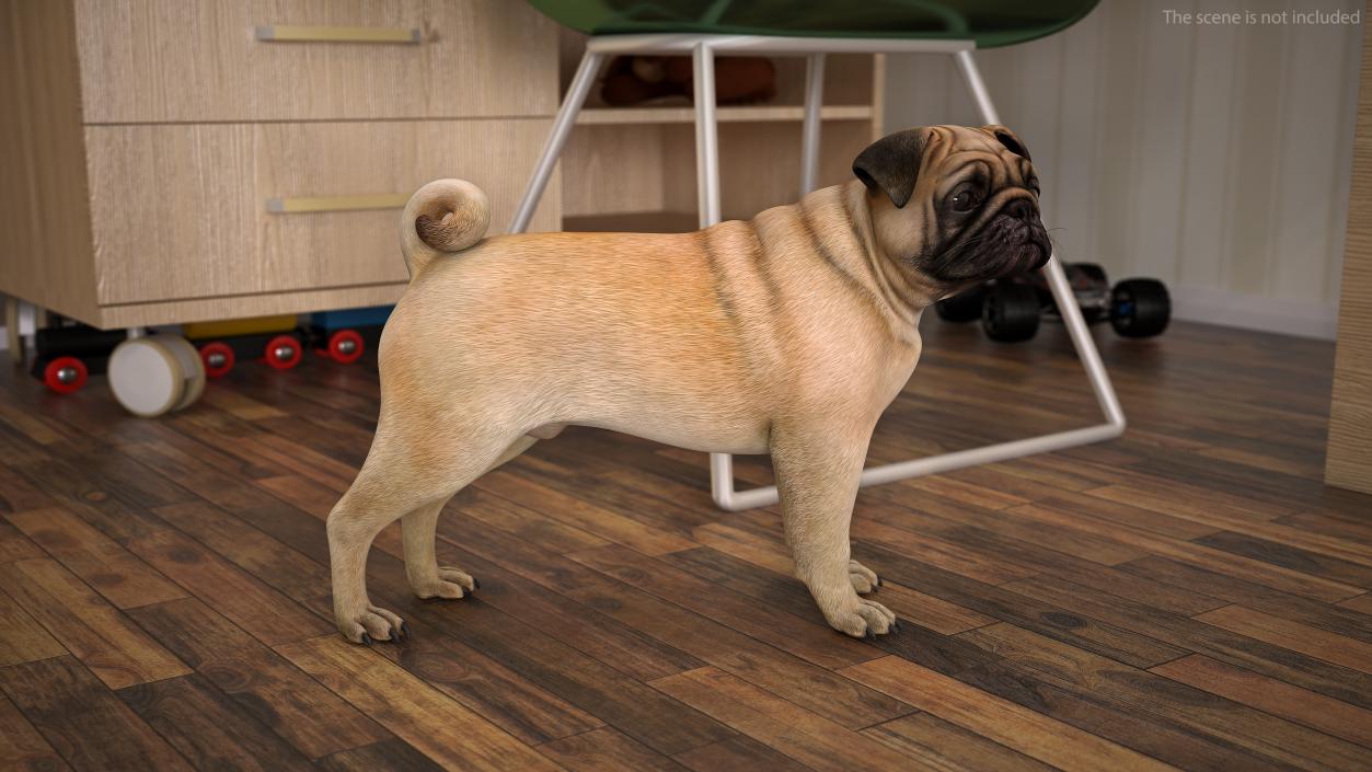 Pug Dog Rigged 3D model