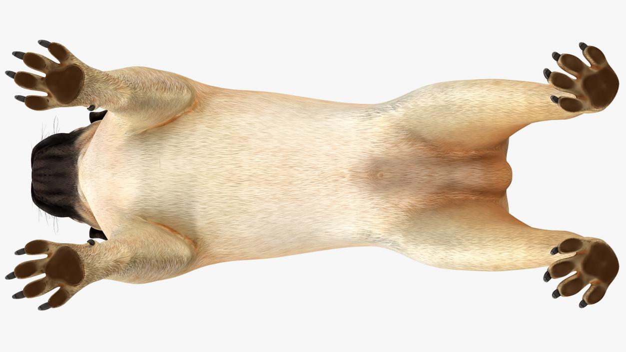 Pug Dog Rigged 3D model