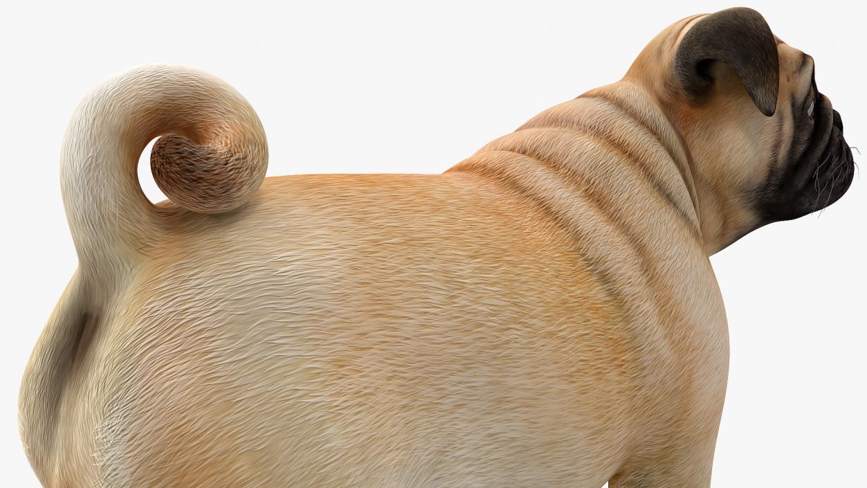 Pug Dog Rigged 3D model