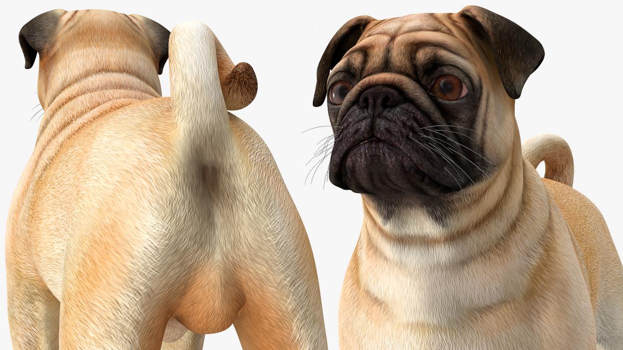 Pug Dog Rigged 3D model