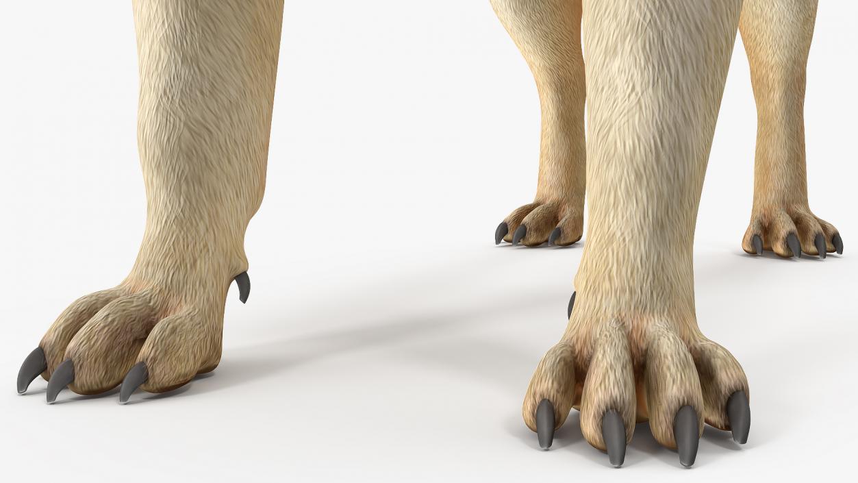 Pug Dog Rigged 3D model