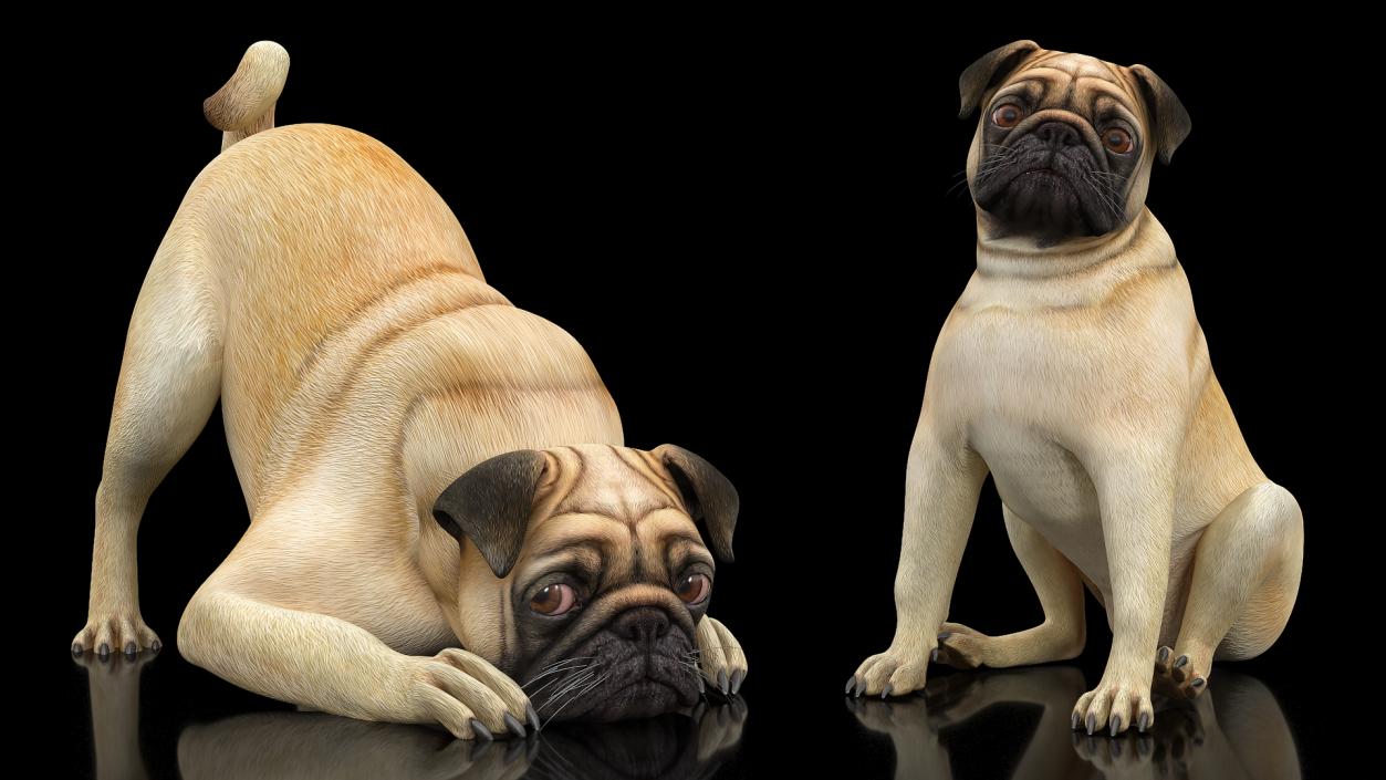 Pug Dog Rigged 3D model