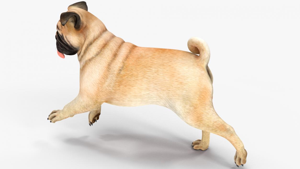 Pug Dog Rigged 3D model