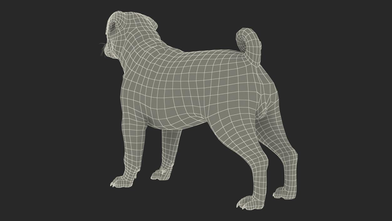 Pug Dog Rigged 3D model