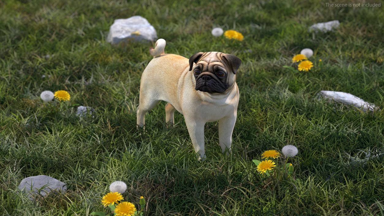 Pug Dog Rigged 3D model