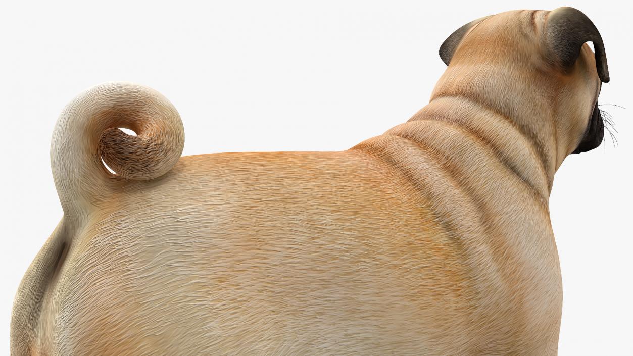 Pug Dog Rigged 3D model