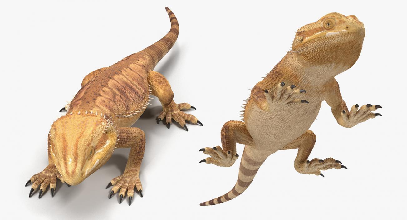 3D model Lizards Collection 3