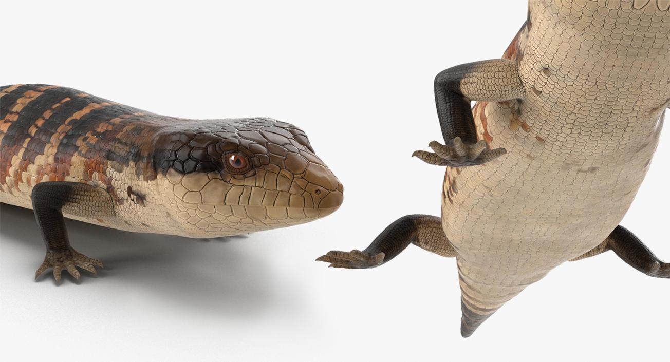 3D model Lizards Collection 3