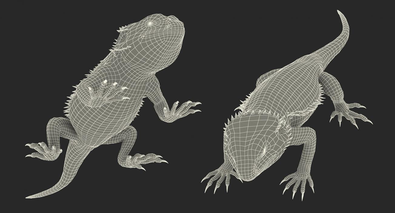 3D model Lizards Collection 3