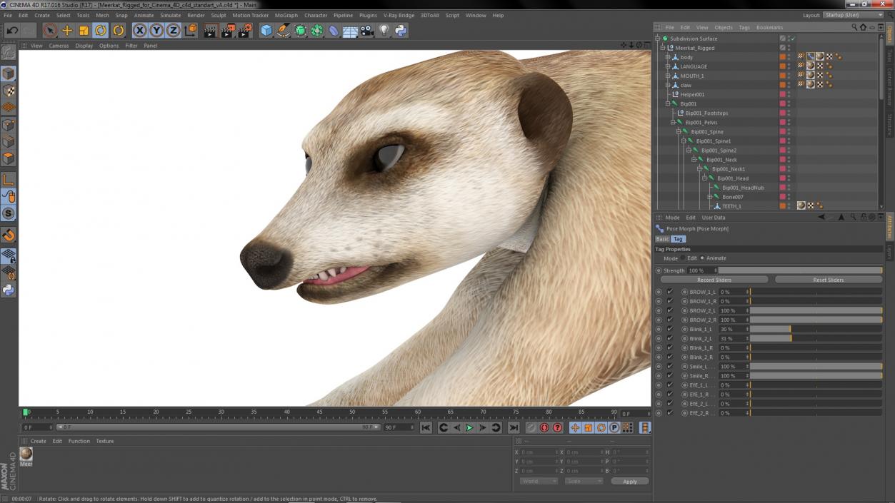 3D model Meerkat Rigged for Cinema 4D 2