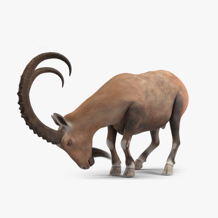 Alpine Ibex Rigged for Cinema 4D 2 3D model