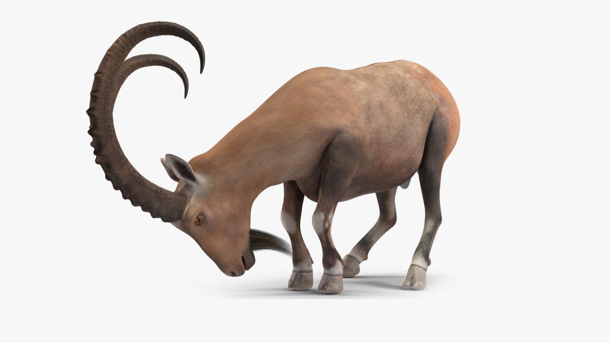 Alpine Ibex Rigged for Cinema 4D 2 3D model