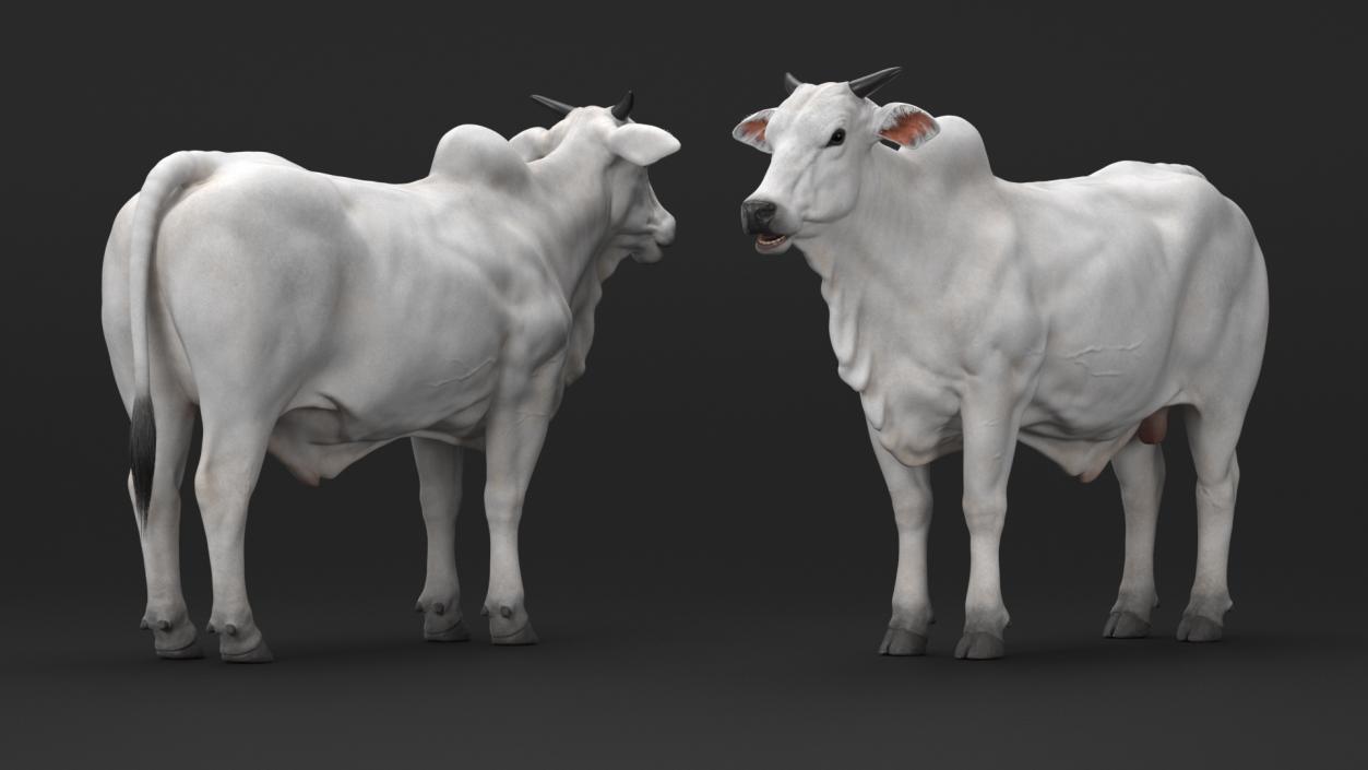 Nelore Cow Male Fur 3D model