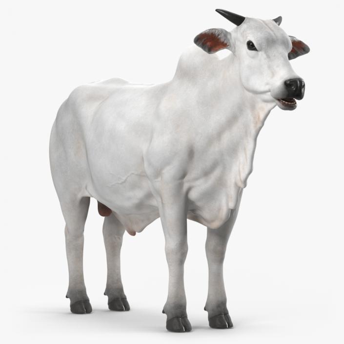 Nelore Cow Male Fur 3D model