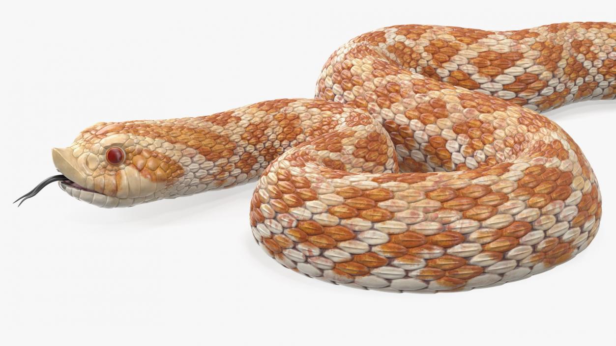 3D model Coiled Hognose Snake