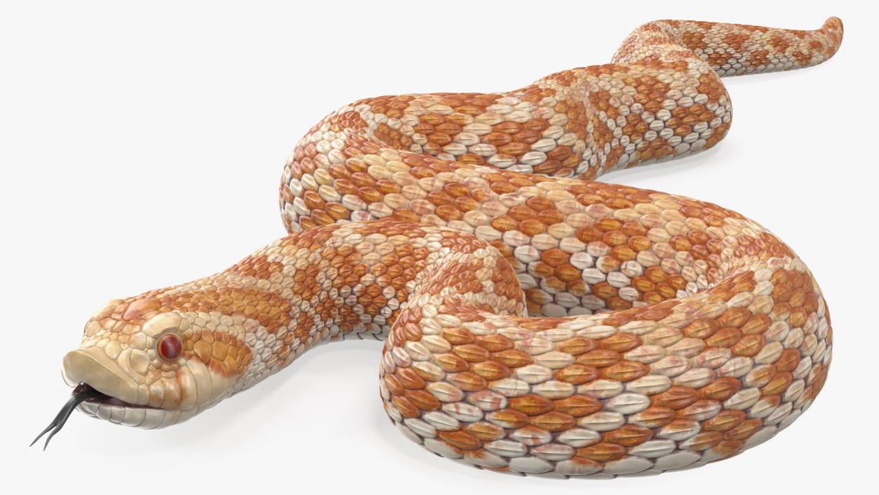 3D model Coiled Hognose Snake