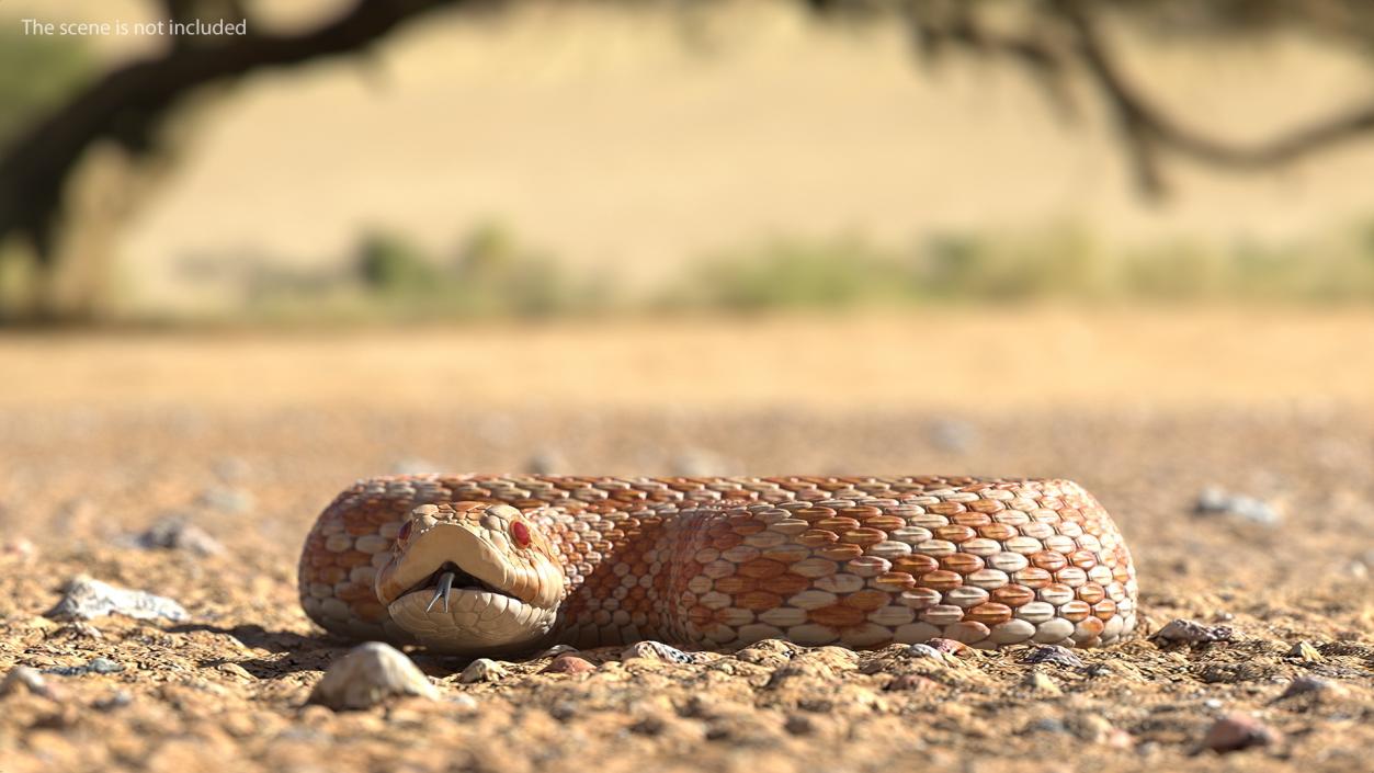 3D model Coiled Hognose Snake