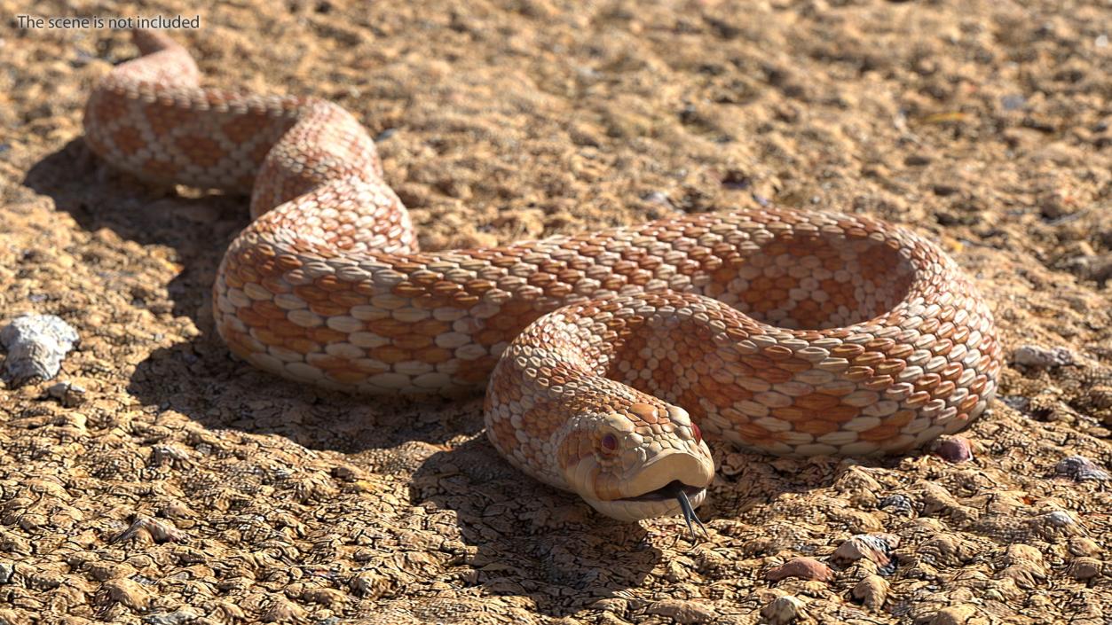 3D model Coiled Hognose Snake