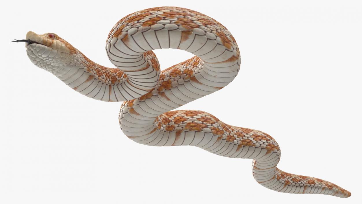 3D model Coiled Hognose Snake