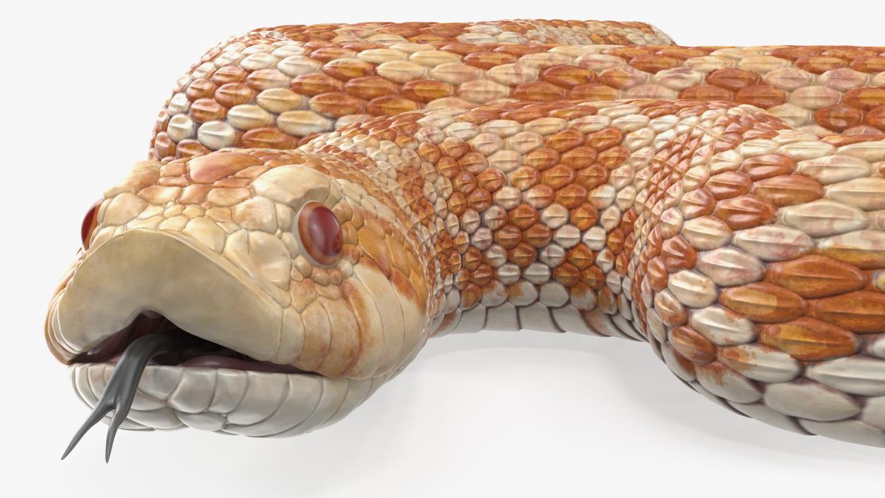 3D model Coiled Hognose Snake