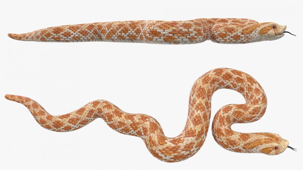 3D model Coiled Hognose Snake