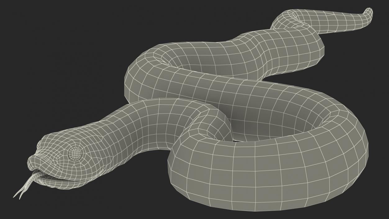 3D model Coiled Hognose Snake