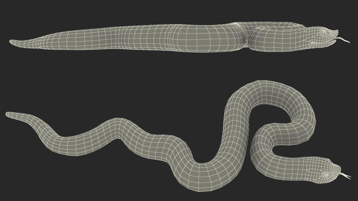 3D model Coiled Hognose Snake