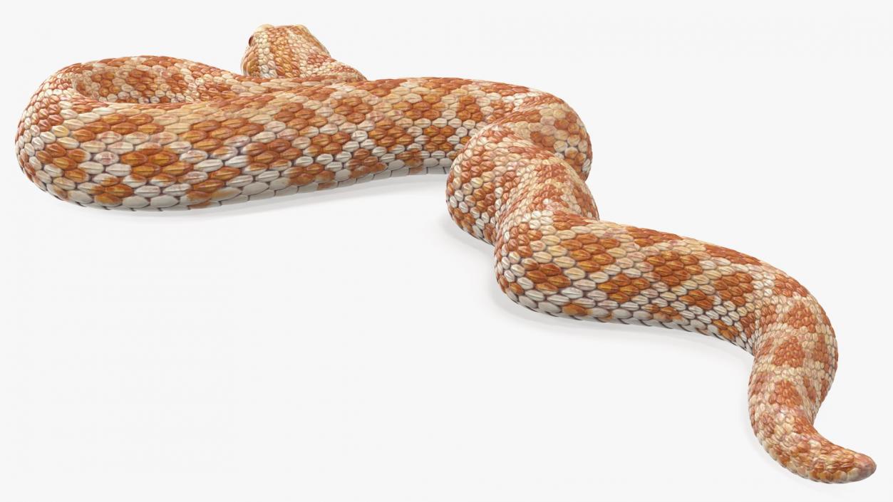 3D model Coiled Hognose Snake