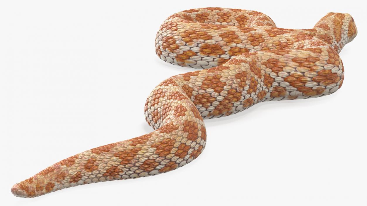 3D model Coiled Hognose Snake