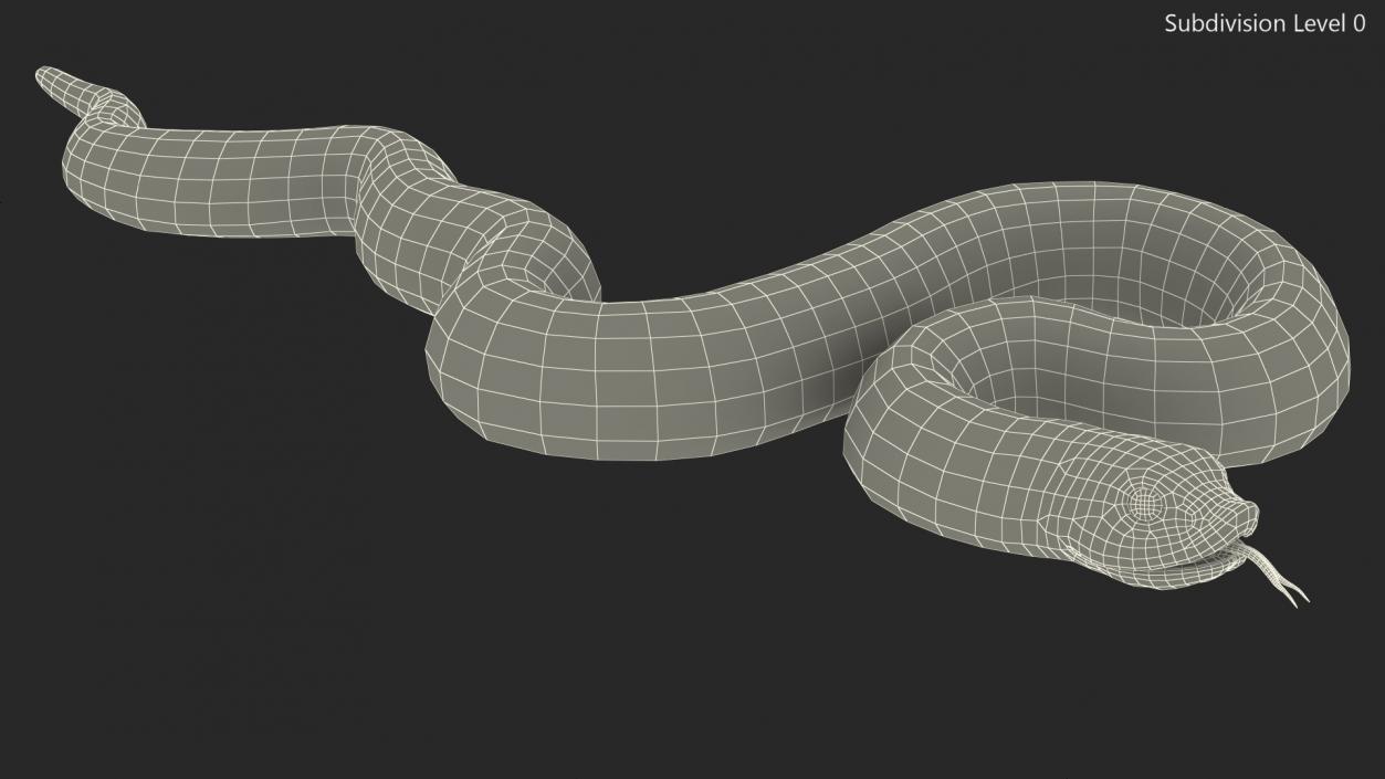 3D model Coiled Hognose Snake