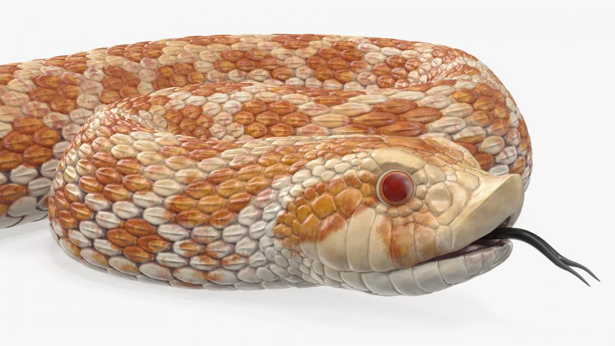 3D model Coiled Hognose Snake