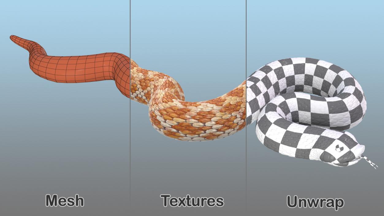 3D model Coiled Hognose Snake