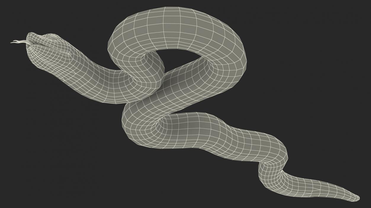 3D model Coiled Hognose Snake