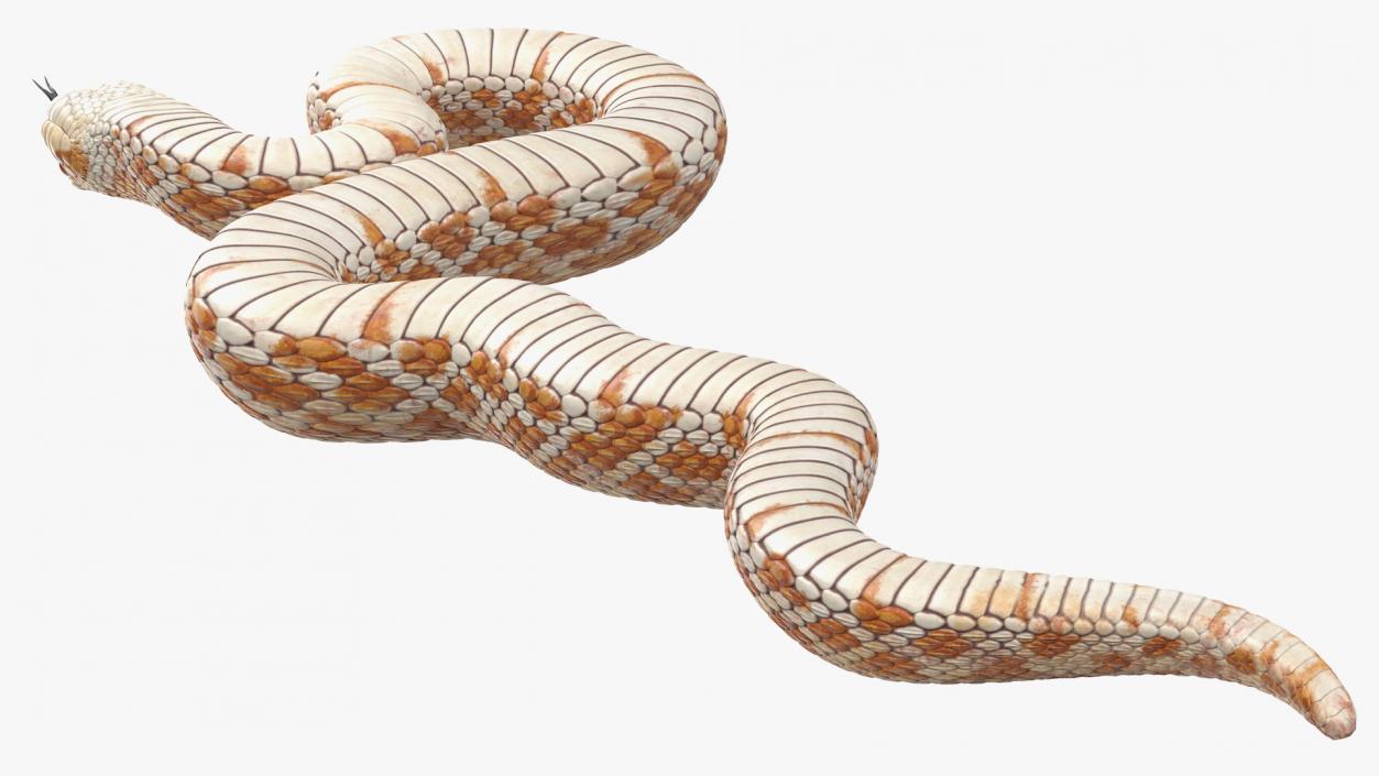 3D model Coiled Hognose Snake