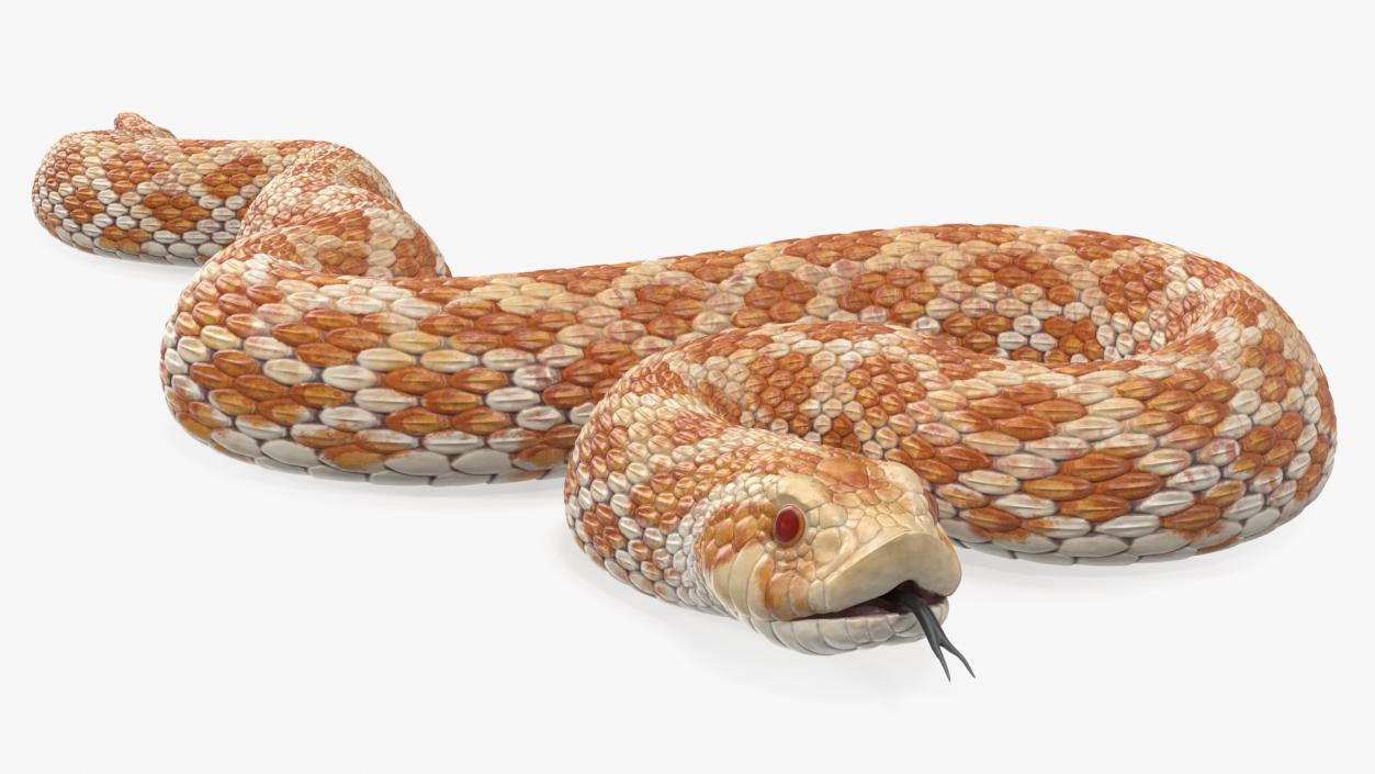 3D model Coiled Hognose Snake