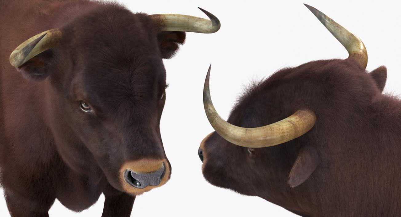 3D Bull with Fur model