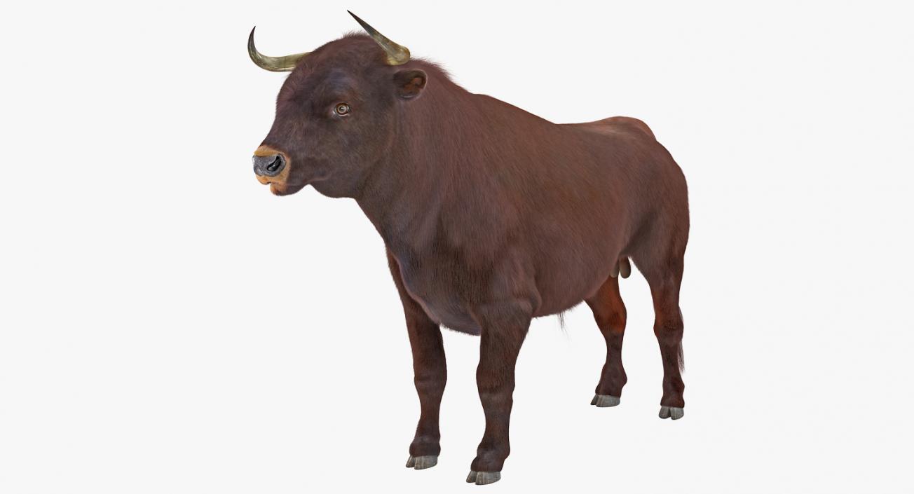 3D Bull with Fur model