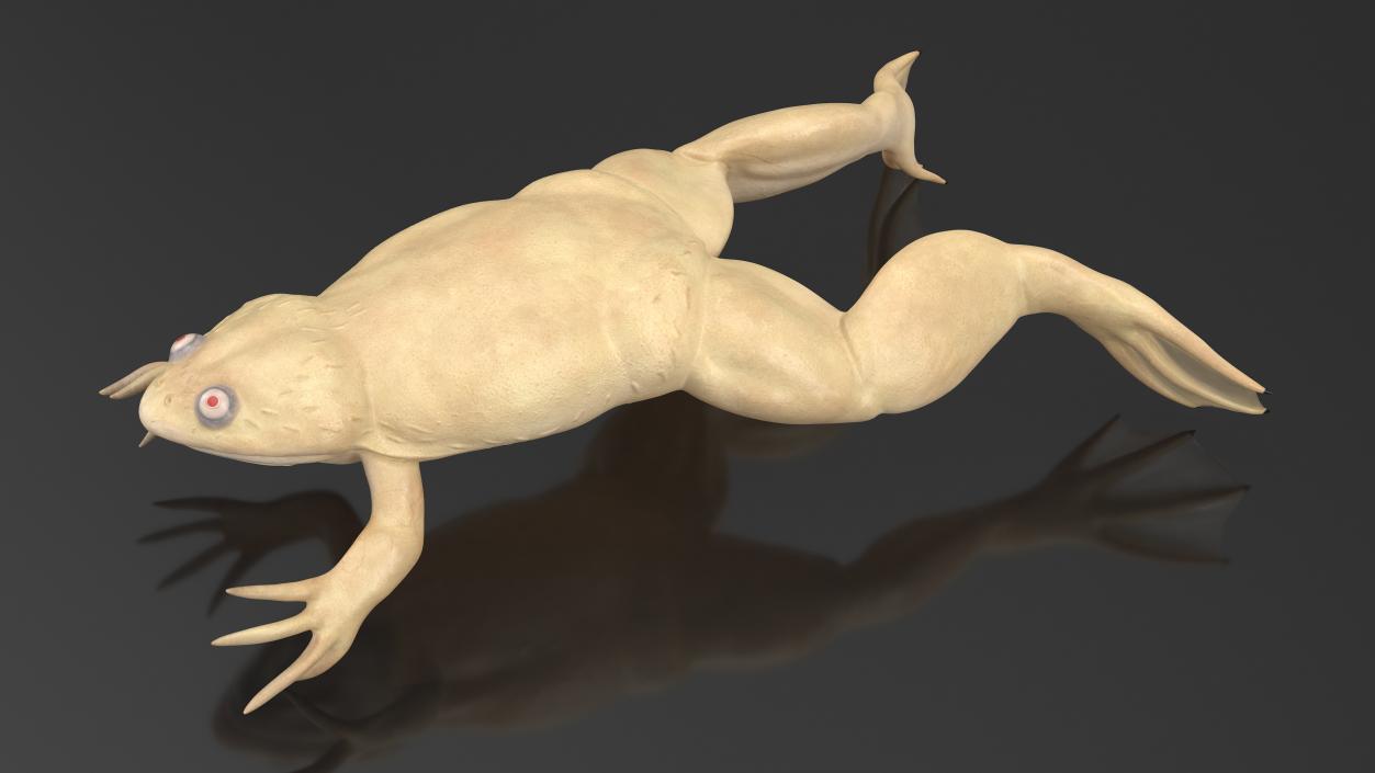 Xenopus African Clawed Toad Jump Pose 3D