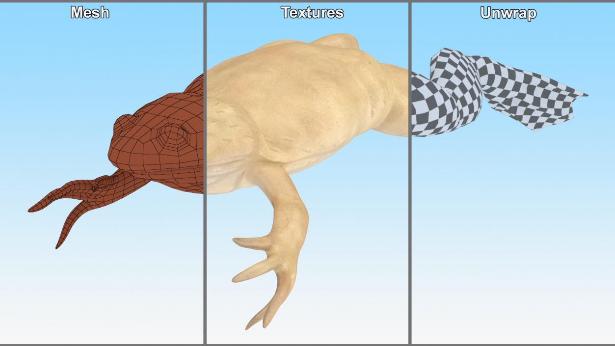 Xenopus African Clawed Toad Jump Pose 3D