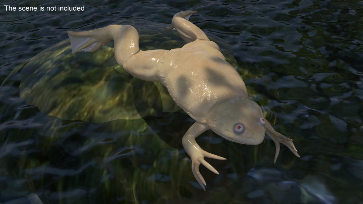 Xenopus African Clawed Toad Jump Pose 3D