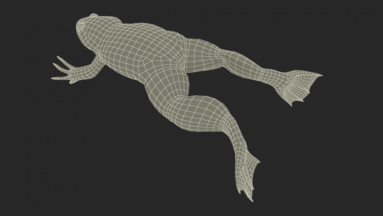 Xenopus African Clawed Toad Jump Pose 3D