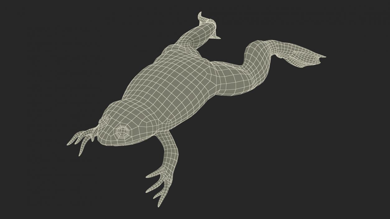 Xenopus African Clawed Toad Jump Pose 3D