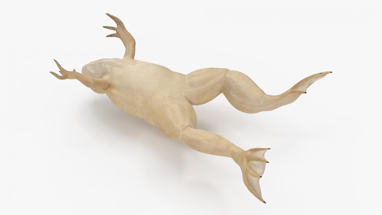 Xenopus African Clawed Toad Jump Pose 3D