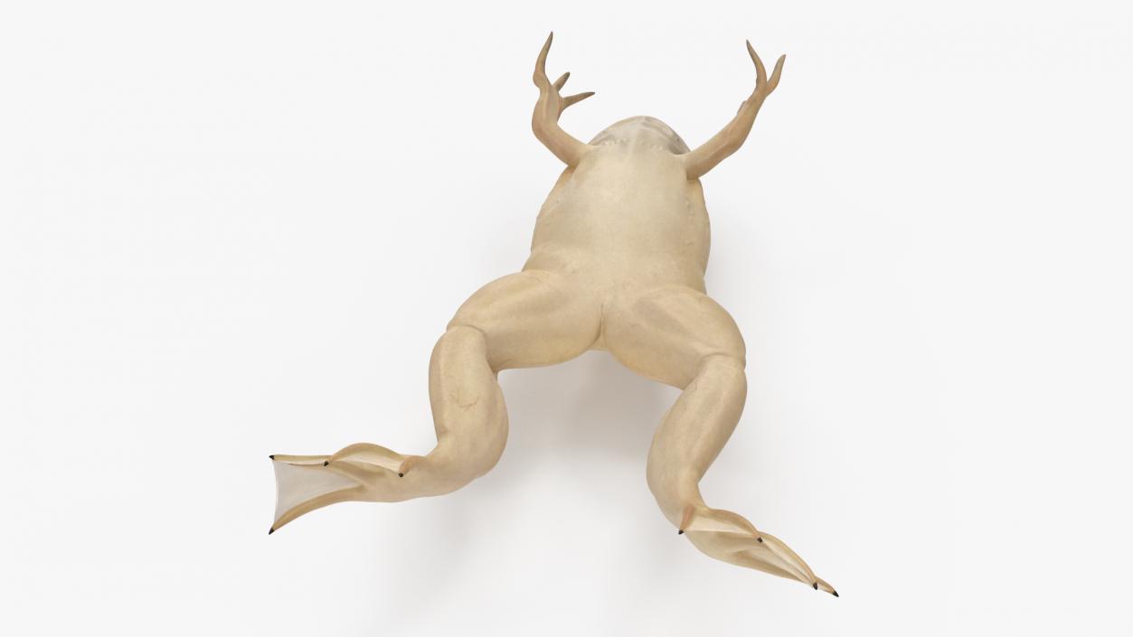 Xenopus African Clawed Toad Jump Pose 3D