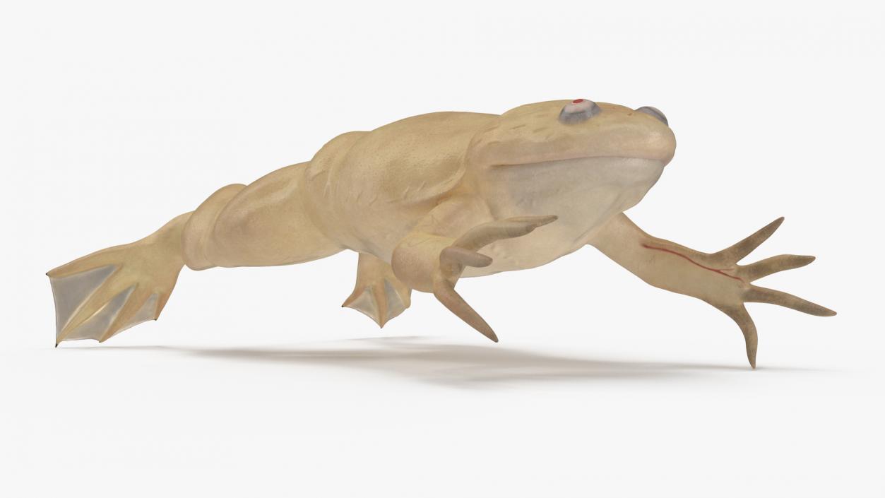 Xenopus African Clawed Toad Jump Pose 3D