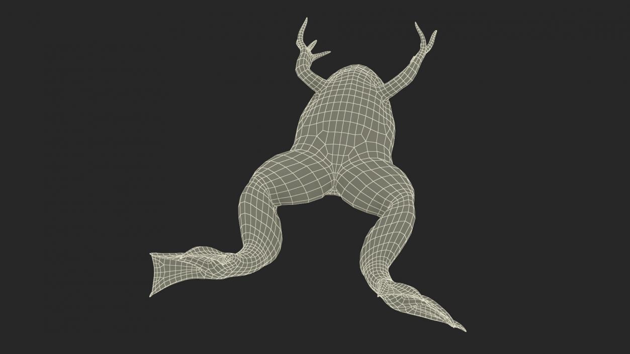 Xenopus African Clawed Toad Jump Pose 3D